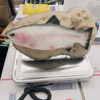 Vntg  1999 Gemmy Travis Singing Trout Fish    looks Good Looks Fine   tested Working