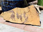 Fossil Eocene Knightia Fish Mass Mortality Plate Green River Formation  Wyoming