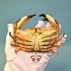Crab Specimen Cancer Pagurus  Museum-quality Taxidermy   Display Box