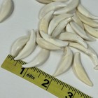 Lot Of 25 Cracked Coyote Fangs Teeth Goth Odd Craft Real Taxidermy Cleaned  2039