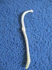 Real Raccoon Baculum Penis Unique Broke   Healed Oddity Rare Freak  N5