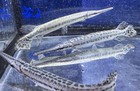 Spotted Gar  5 Inch Live Tropical Fish Juvenile