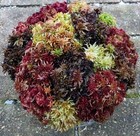 A 1 2 Gallon Sampler Live Sphagnum Moss Crisp And Fuzzy  Fresh Cleaned Maine 