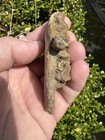 Unidentified Cretaceous Fossil Jaw With Tooth From North Mississippi