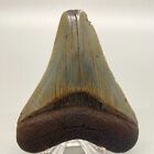 Extremely Rare Colorful 2 92  Fossil Megalodon Tooth - Suwannee River  Fl