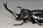 Allomyrina Dichotoma Fridge Magnet Figure Simulation Insect Model