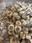 750  Piece Dried Straw Flowers White Ivory Cream Lot