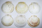 11 Large Natural Scallop Seashells 5 3 4  - 6 1 2  W