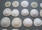 Lot Of 80 Natural Sand Dollars From Central California 1    To 2    Craft Decor