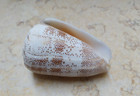 Conus Arenatus Beautiful 83 3mm  Wow Pattern Coloration Aequipunctata Huge Shell