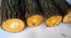 20 Lbs  Persimmon Wood 1 To 4 Inch Dia  Logs For Carving  Woodwork Display 