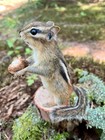 New Chipmunk Taxidermy  Eastern Chipmunk Mount  Squirrel Taxidermy  Nature  Real