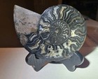 Rare Beautiful Golden Ratio Black Ammonite Genuine Fossil Display   Stand