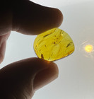 A101 Bu3530 Spider And Gnat In Nice Burmese Amber Burmite 99mya