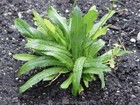 500 Culantro Seeds - Vietnamese Culantro - Ng   Gai - Mexican Coriander   Non-gmo