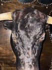 Taxidermy Bull Head