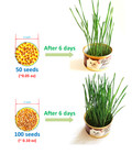 Cat Grass Wheat Sprouting Seeds Non Gmo 3 Oz Approximately 2 200 Seeds