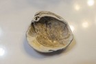 Beautiful White Sea Shell