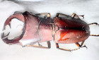 Lucanidae Cyclommatus Weinreichei 43mm  A1 Aseki Png -  4486b