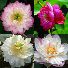 20pcs bag Lotus Seeds Nelumbo Nucifera Aquatic Water Plant Pond Bonsai Flowers