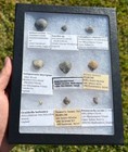 England Fossil Brachiopods Collection In Case Jurassic Mississippian Etc