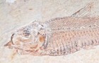 Fish Fossil
