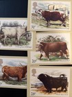 Great Britain Phq Cards  1984  British Cattle  Set Of 5 Cards  Mint 