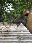 Round Head Pure Hatching Eggs American Gamefowl   Poultry  Chicken