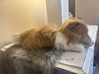 Yomiko Classics Collie Stuffed Animal   Tail To Nose 18      New W  Tags  