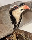 Pair Chukar Partridge Grouse Pheasant Taxidermy Walnut Mount Game Bird Wildlife