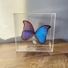 Blue Morpho Butterfly Acrylic Display Signed 2004