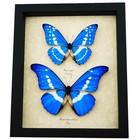 Blue Morpho Butterfly Collection Morpho Cypris Helena Real Framed Display