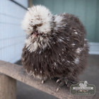 Silkie Hatching Eggs     Chocolate   Black Mottled Lines     12  Fertile Eggs