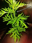 2 Live Mugwort Plant  artemisia Vulgaris  Lucid Dreaming 12 - 18 Inches Tall