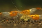 10 1 Orange Rili Shrimp Freshwater Neocaridina Aquarium Shrimp  Live Guarantee