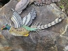  2  Vintage Wall Flying Pheasants Metal Feathers   Polymer Body 24 l