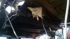 1985 Kenworth W900 Back Glass   9241356