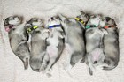 20 Pack Puppy Id Collar Identification Adjustable Breakaway Whelping Collars