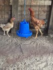 7 Maylays Hatching Eggs 