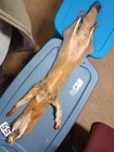 Tanned  Grey Fox With Feet  Soft Winter Fur  Animal Hide Good Leather