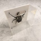 Goliathus Goliath Beetle Male Specimen Acrylic Display Africa 93mm 1976