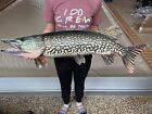 Northern Pike Replica Fish Art  42  2d Flat Metal Northern Pike Wall Mount Decor