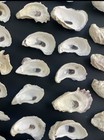 50pcs Oyster Shells 3   -4    Oyster Shells Bulk For Home Or Crafting