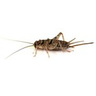 500 Medium  1 2   Live Crickets - Reptile Food - Free Shipping