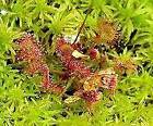 Drosera Rotundifolia Seeds   Roundleaf Sundew   Carnivorous Plants   Sundews  