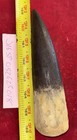 Authentic 7    Spinosaurus Tooth Fossil