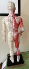 Chinese Acupuncture Figure  60 Cm   23 Inch  On Square Stand 