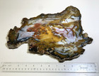 Hubbard Basin Petrified Wood  Top Polish  Top Color  Large Museum Display Slab  