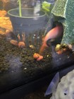 25  Pink  Ramshead Live Freshwater Snail Aquarium Fish