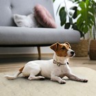 50 X 30 Waterproof Pet Blanket Dog Couch Sofa Reversible Cover Pee Urine Proof